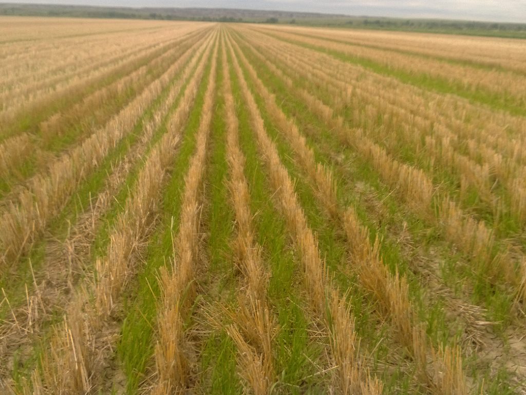 spring seeding spring seeding